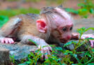 Heartbreaking Moment: Baby Leo Falls Asleep Hungry and Alone