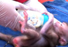 A New Life for Baby Monkey Santa After the Loss of Her Mother